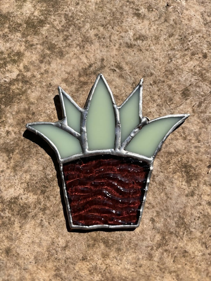 Succulent