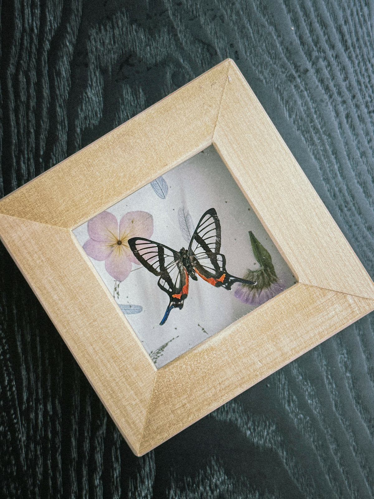The Ghost in the Garden (Pinned Butterfly Art)