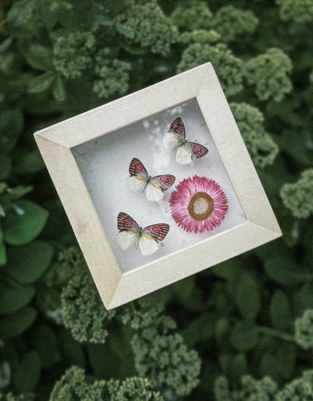 Pink Butterfly Club (Pinned Butterfly Art)