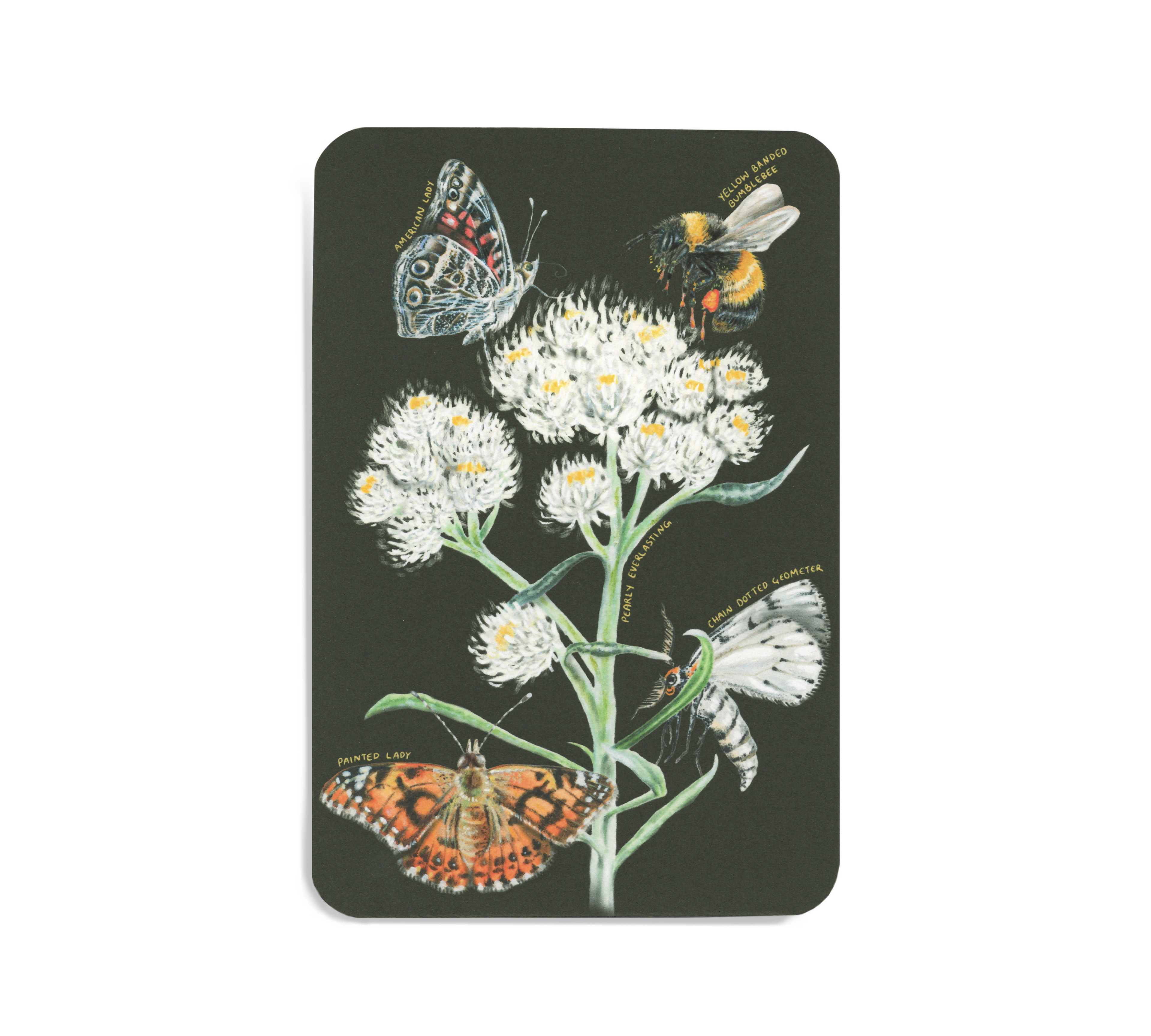 Pearly everlasting | postcard
