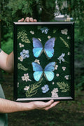Glimmers of Blue in the Night (Pinned Butterfly Art)