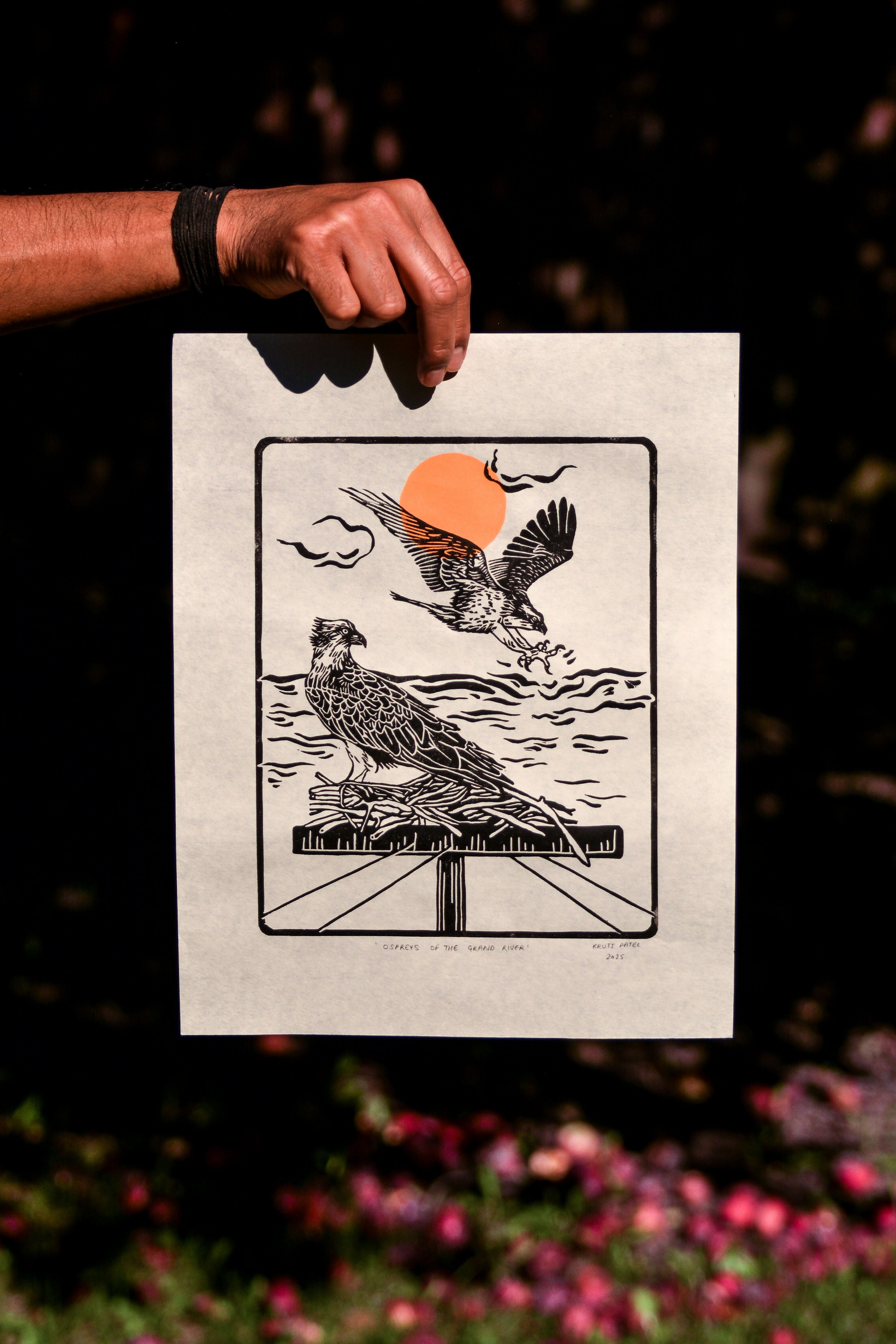 Ospreys