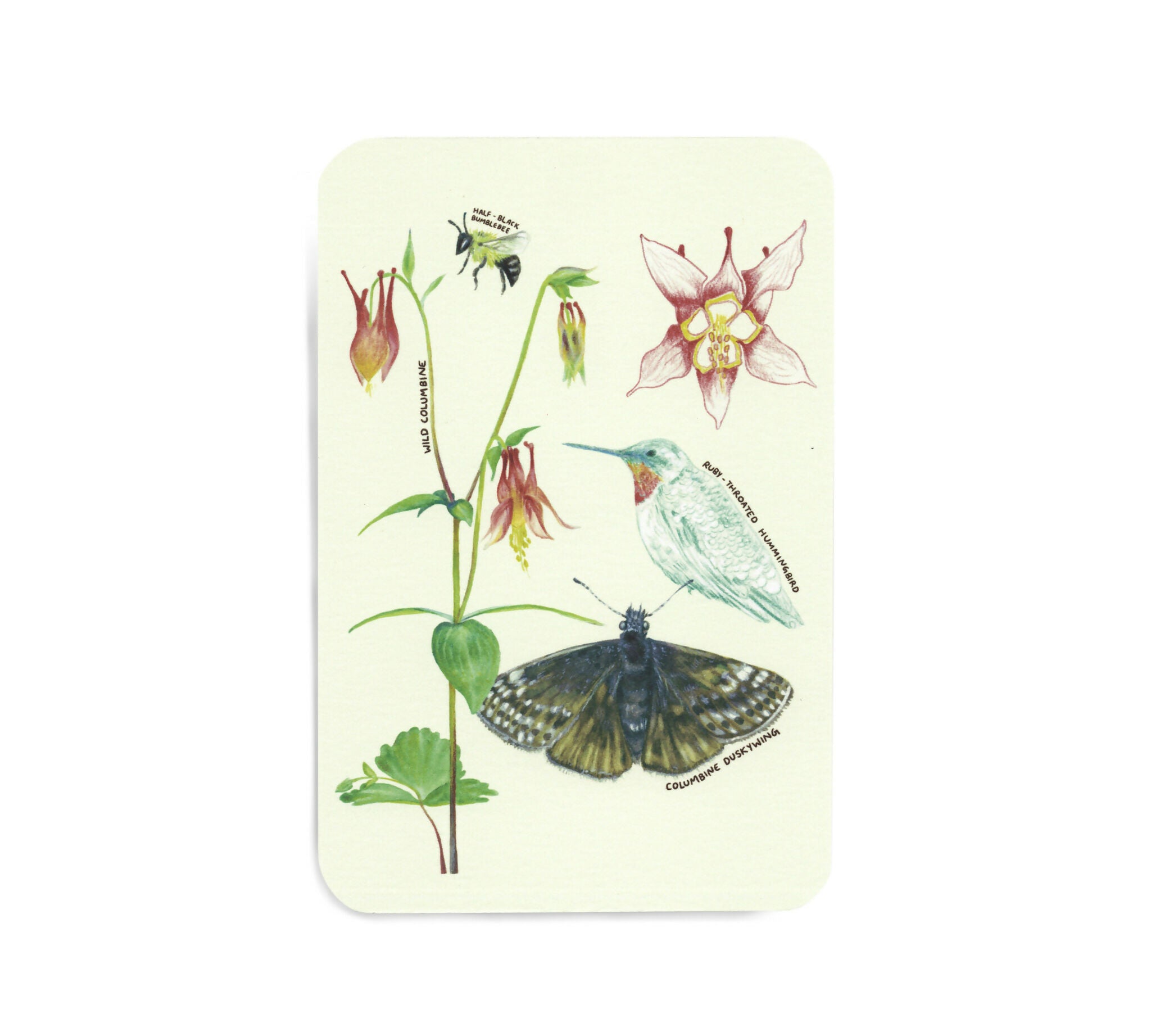 Native plants & associates | postcard set (8pk)