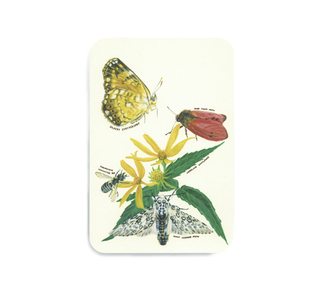 Native plants & associates | postcard set (8pk)