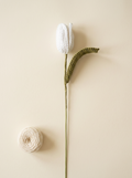 White Tulip