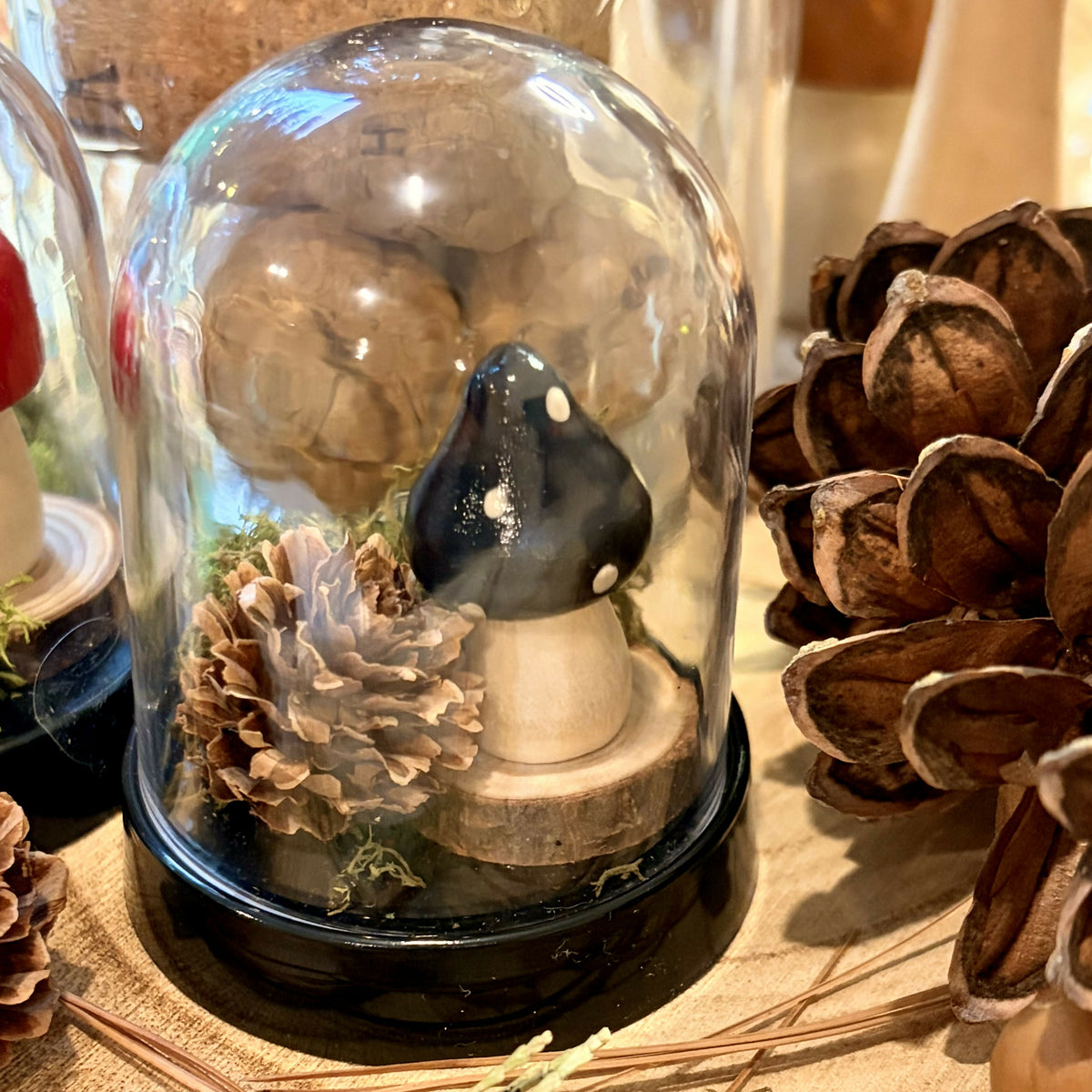 Mini Terrarium/ Black Polka