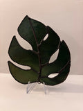 Monstera Leaf