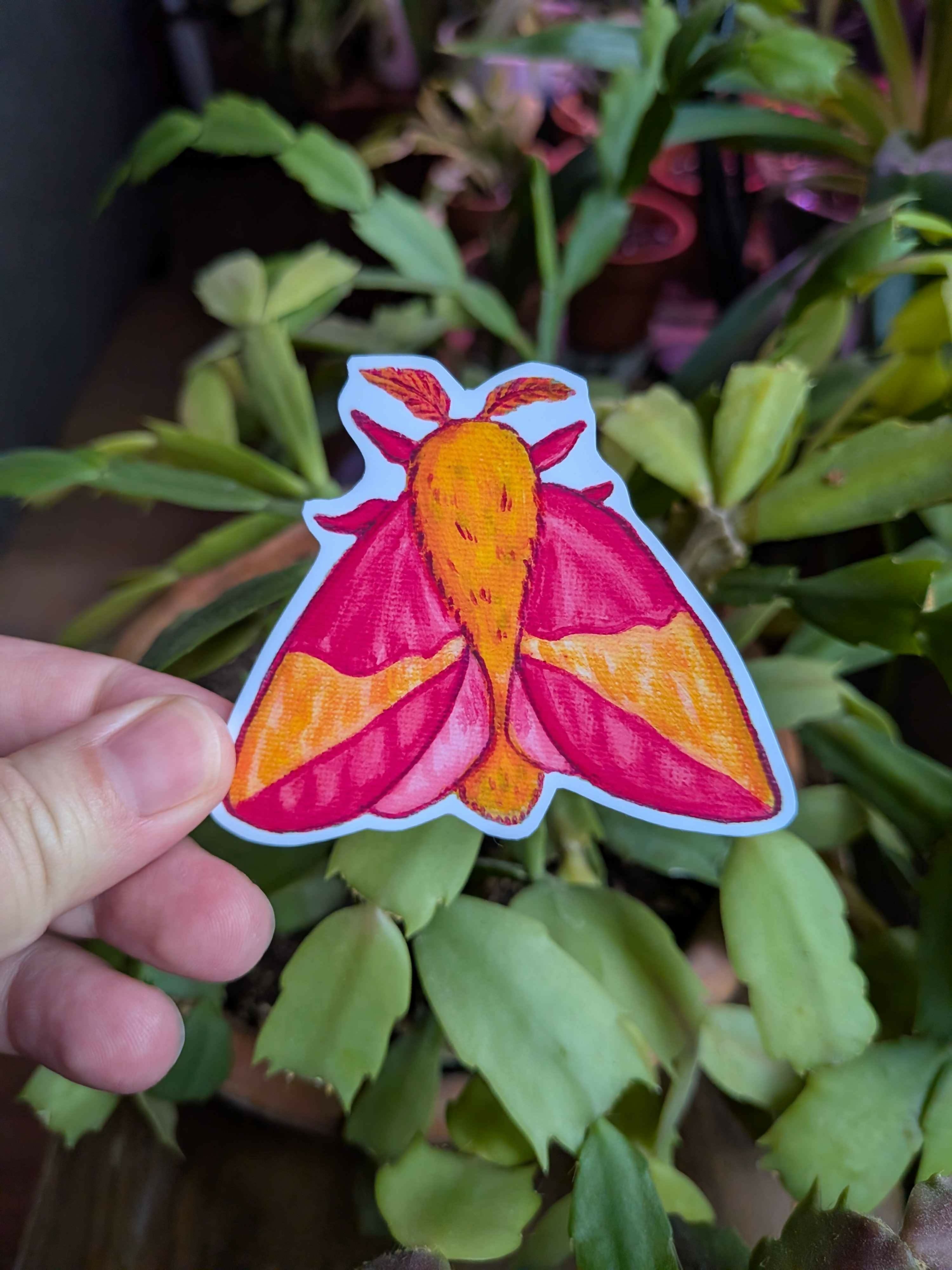Rosy Maple Moth Vinyl Sticker