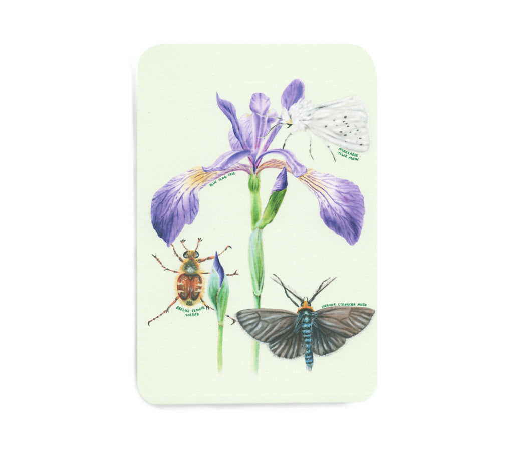 Native plants & associates | postcard set (8pk)