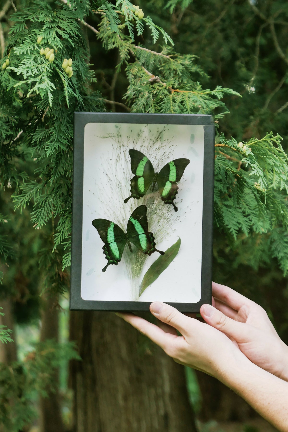 Emerald Swallowtails (Pinned Butterfly Art)