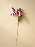 Pink and White Lily