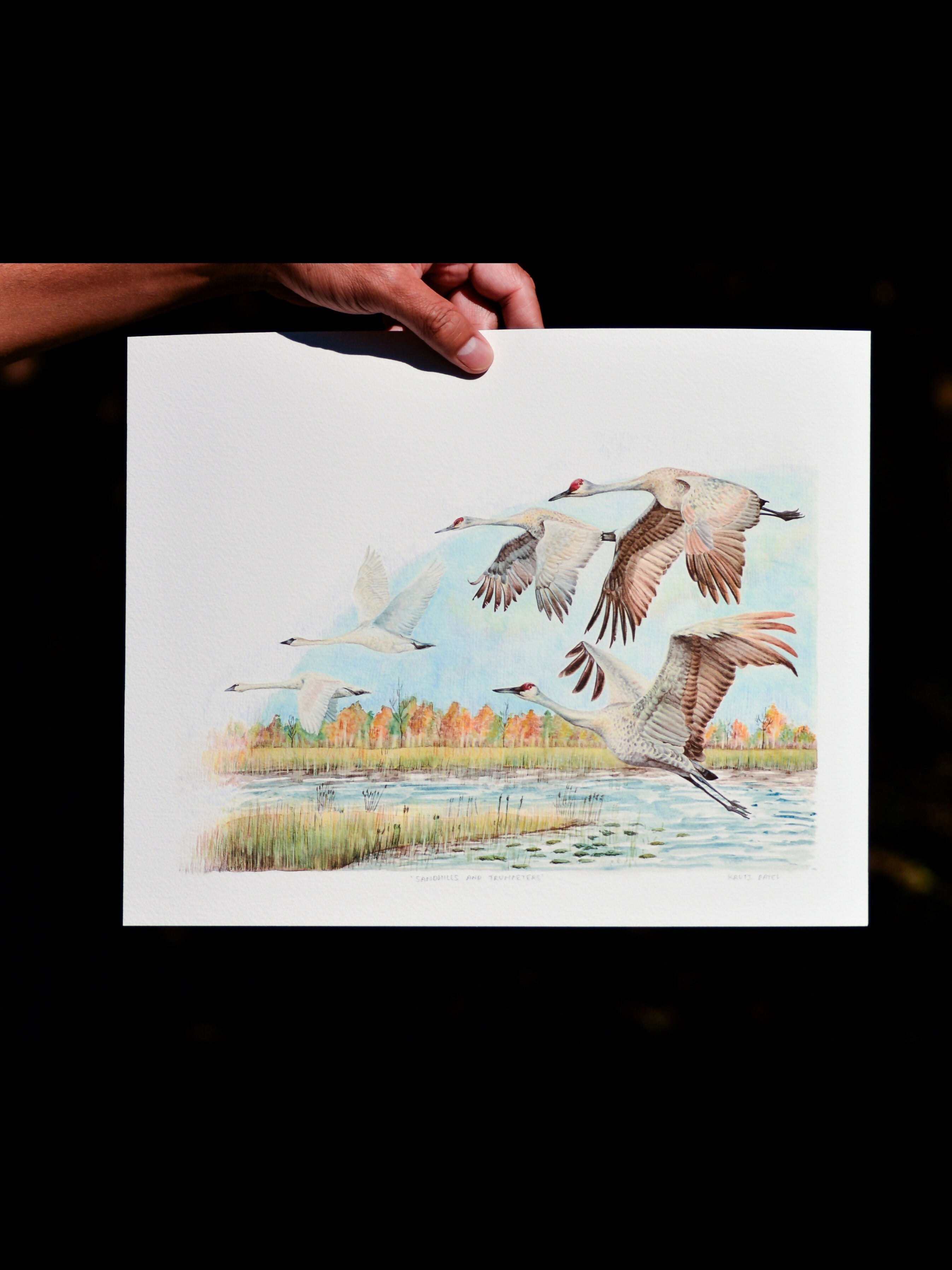 Sandhills and trumpeters