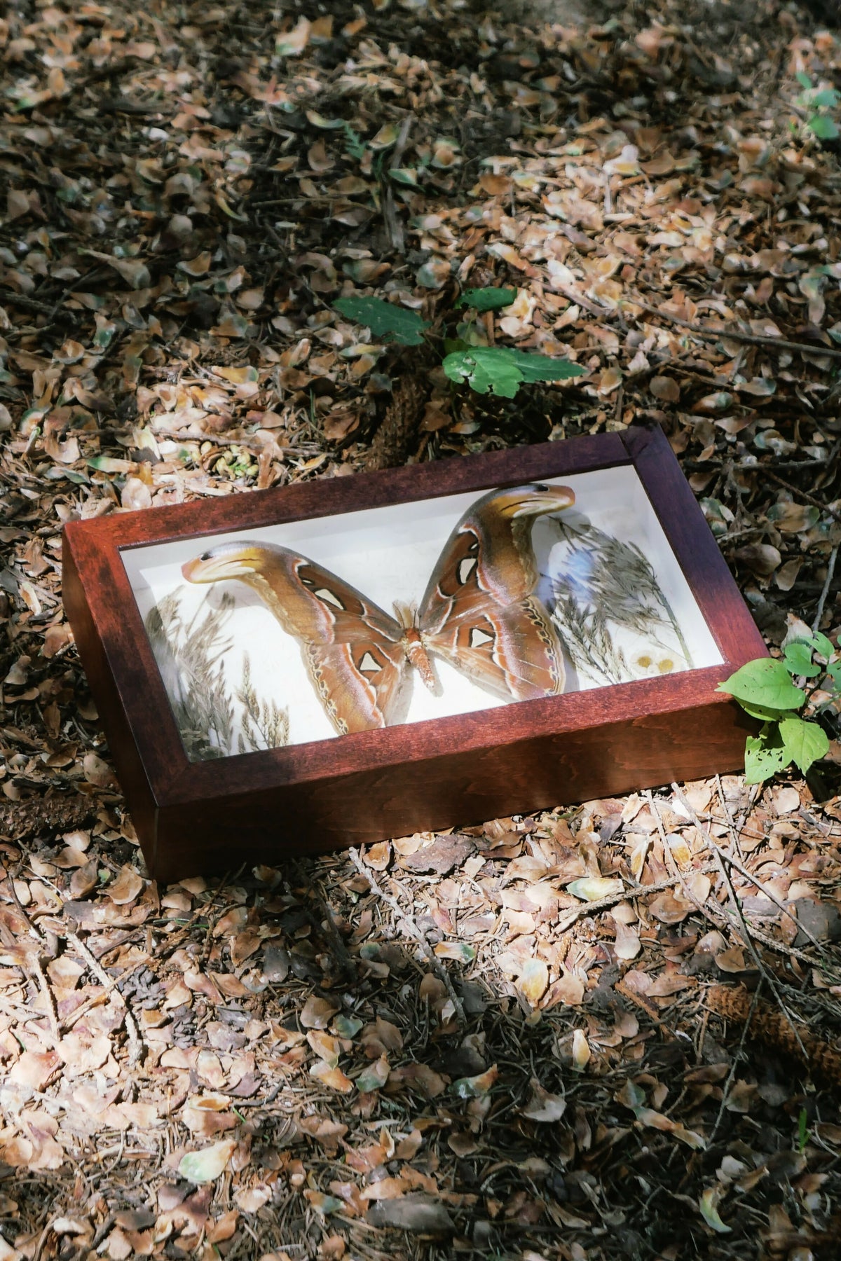 Atlas Moth 2 (Pinned Butterfly Art)