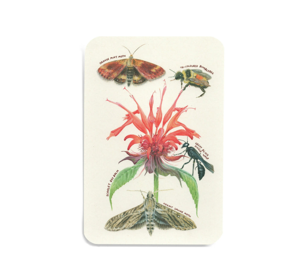Native plants & associates | postcard set (8pk)