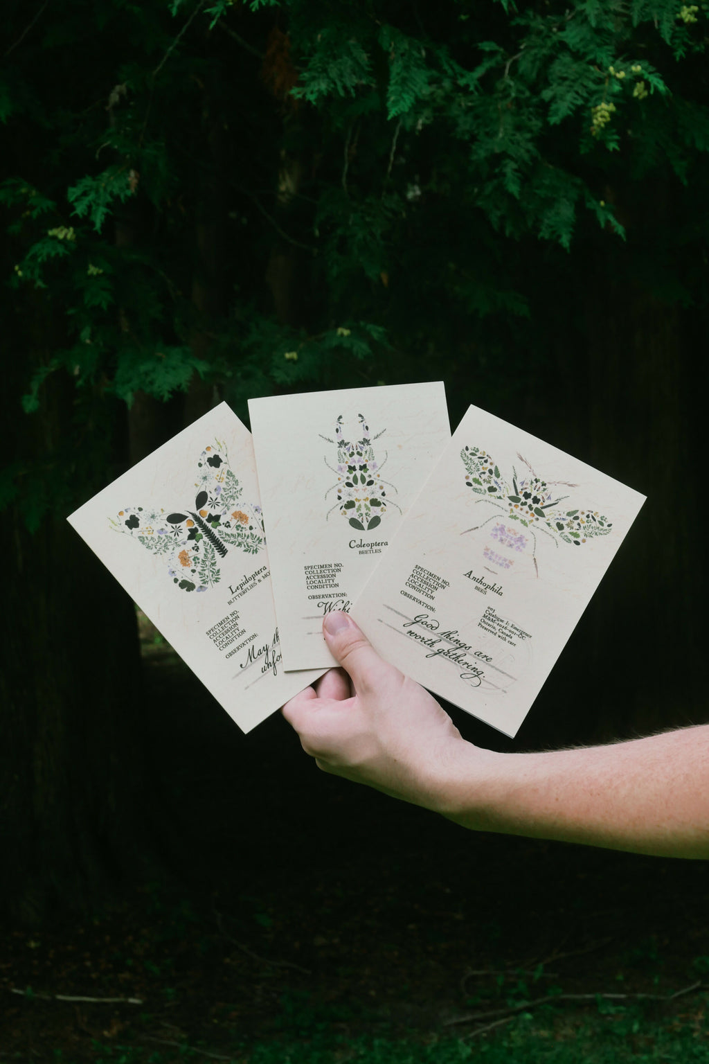 Floral Bug Greeting Cards