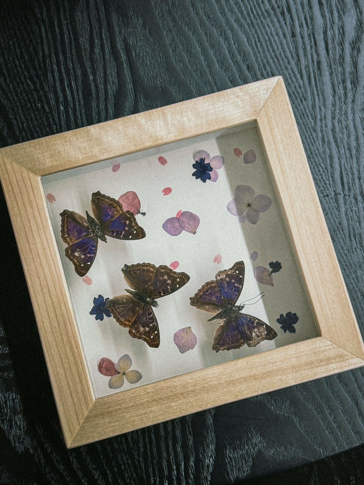 Falling of Purple Petals (Pinned Butterfly Art)