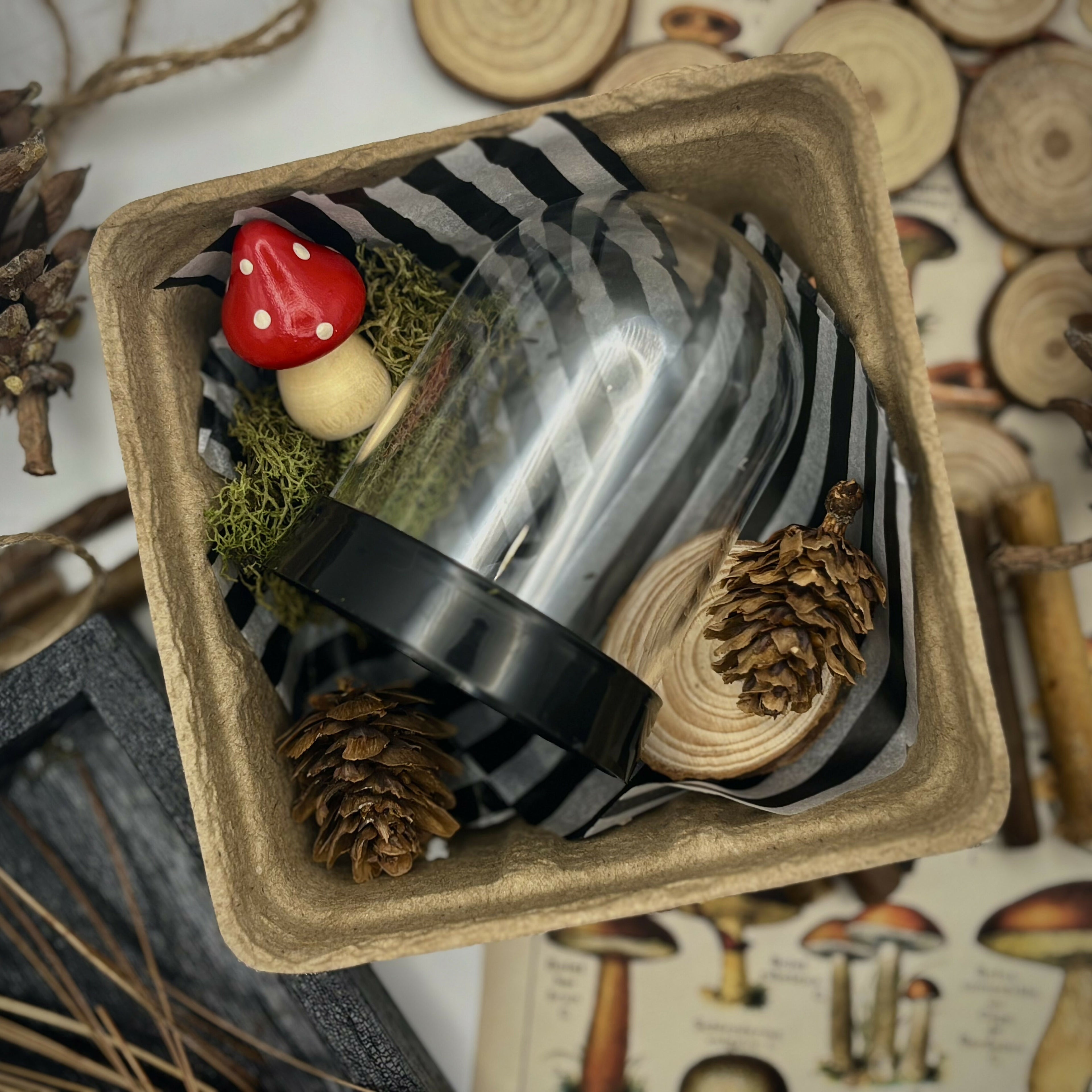 Mini Terrarium Kit