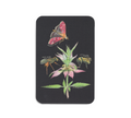 Spotted beebalm | postcard
