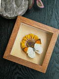 Magnificent Burst of Orange (Pinned Butterfly Art)