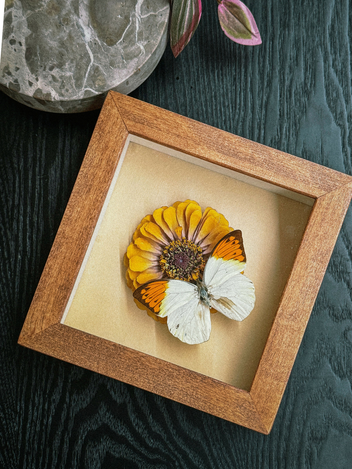 Magnificent Burst of Orange (Pinned Butterfly Art)