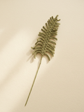 Green Fern