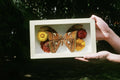 Atlas Moth 3 (Pinned Butterfly Art)
