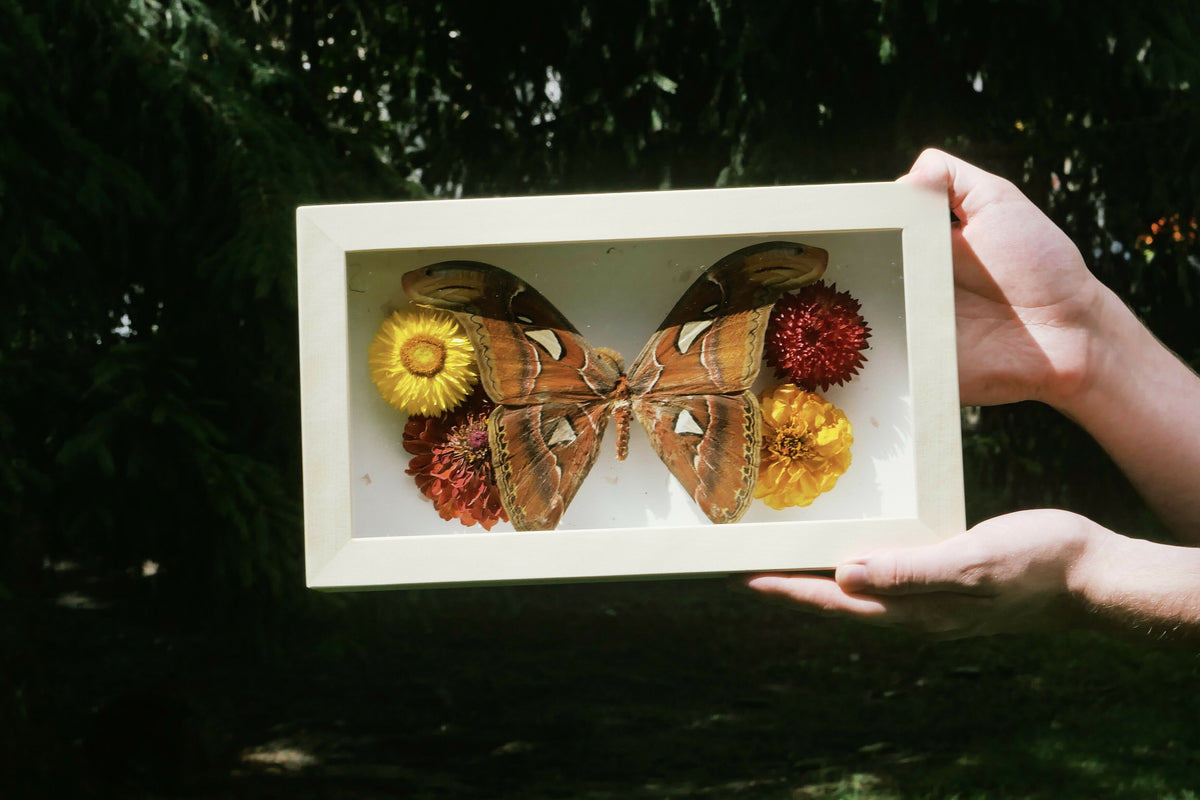 Atlas Moth 3 (Pinned Butterfly Art)