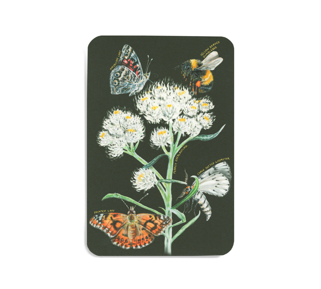 Native plants & associates | postcard set (8pk)