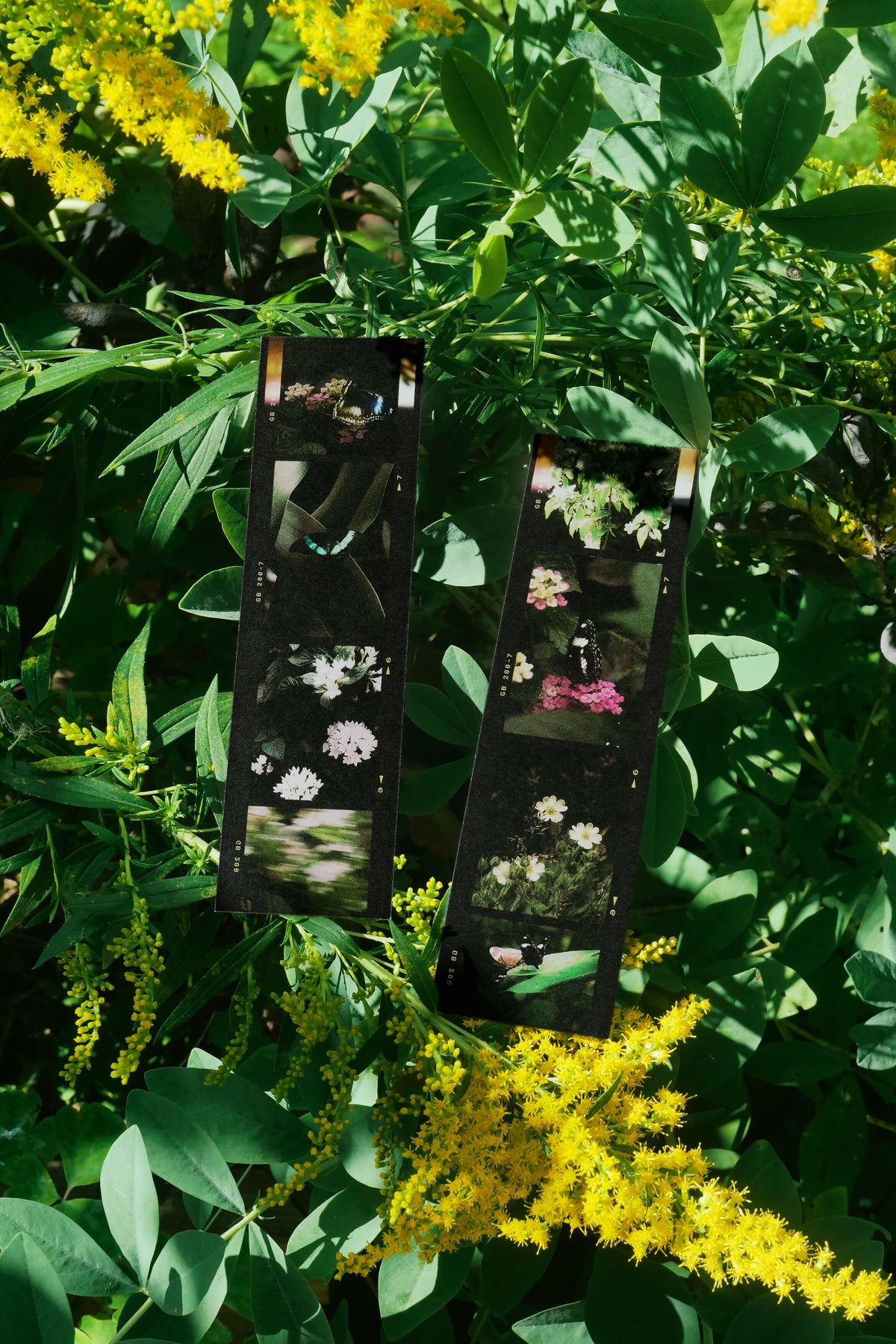 Film Butterfly Bookmark