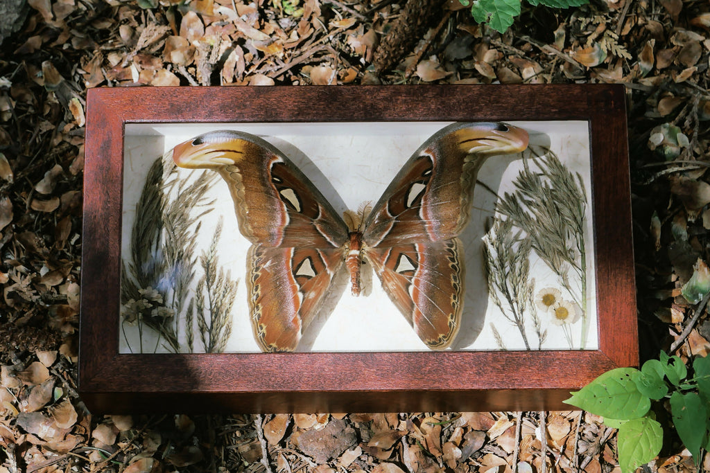 Atlas Moth 2 (Pinned Butterfly Art)