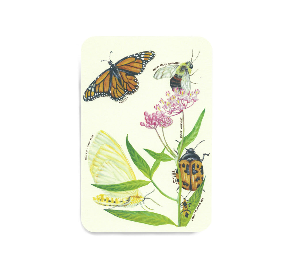 Native plants & associates | postcard set (8pk)