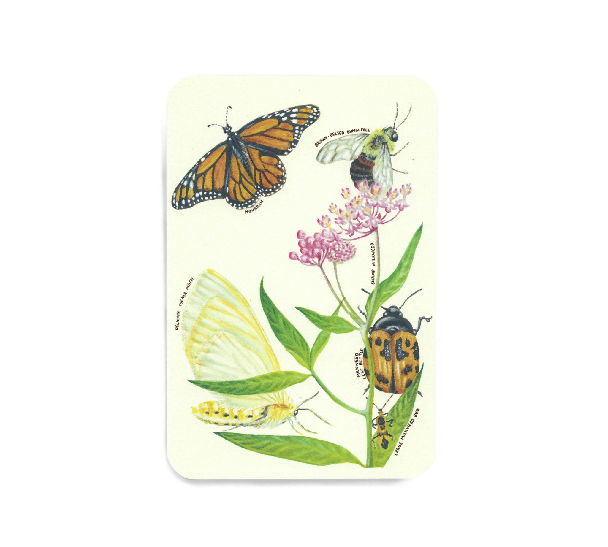 Native plants & associates | postcard set (8pk)