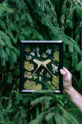 Chinese Moon Moth (Pinned Butterfly Art)