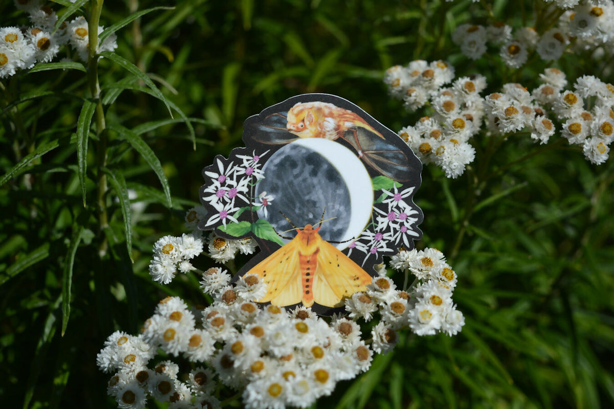 Tiger moth & brown bat | Vinyl sticker