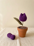 Purple Potted Tulip