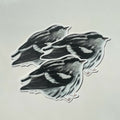 Black and White Warbler Vinyl Sticker