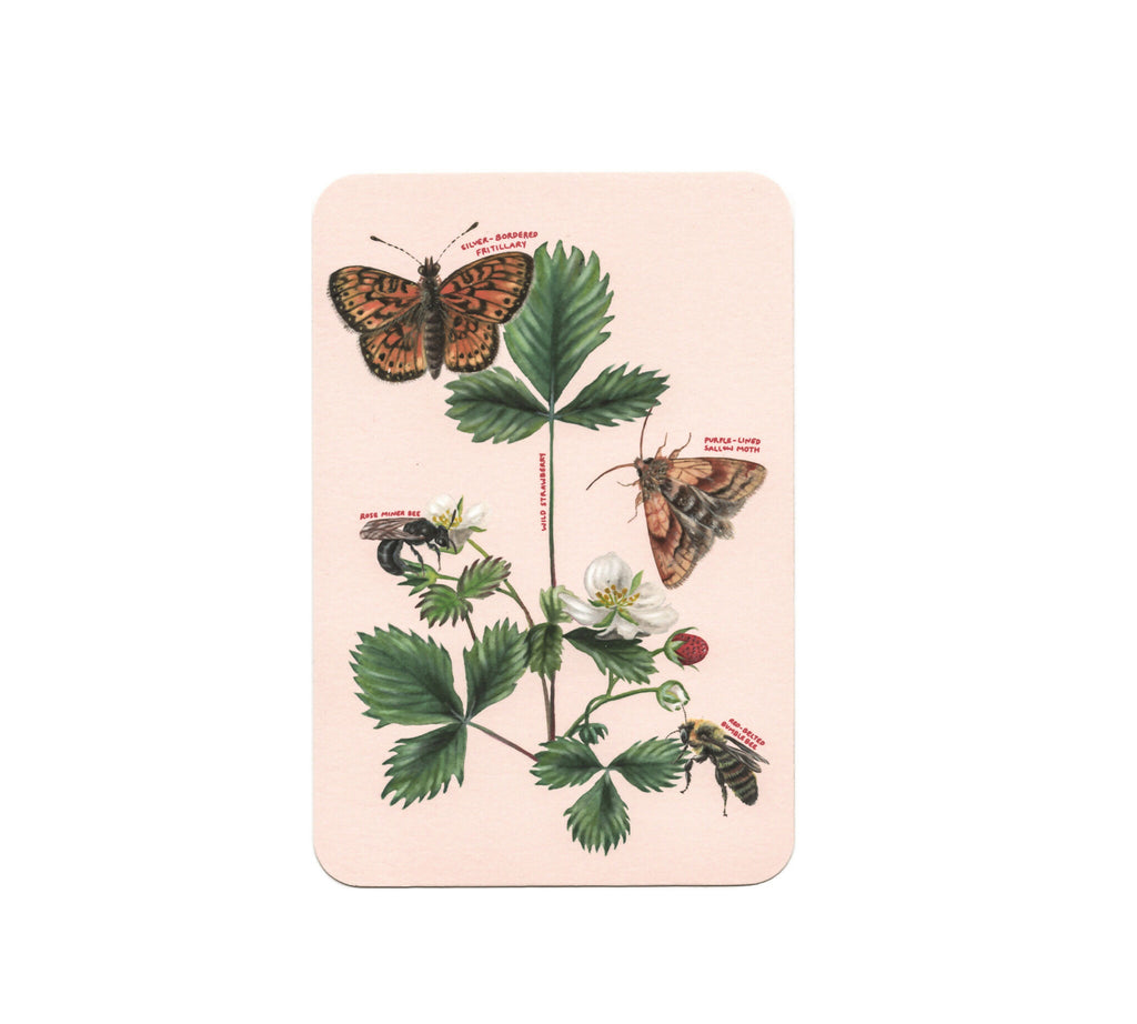 Native plants & associates | postcard set (8pk)