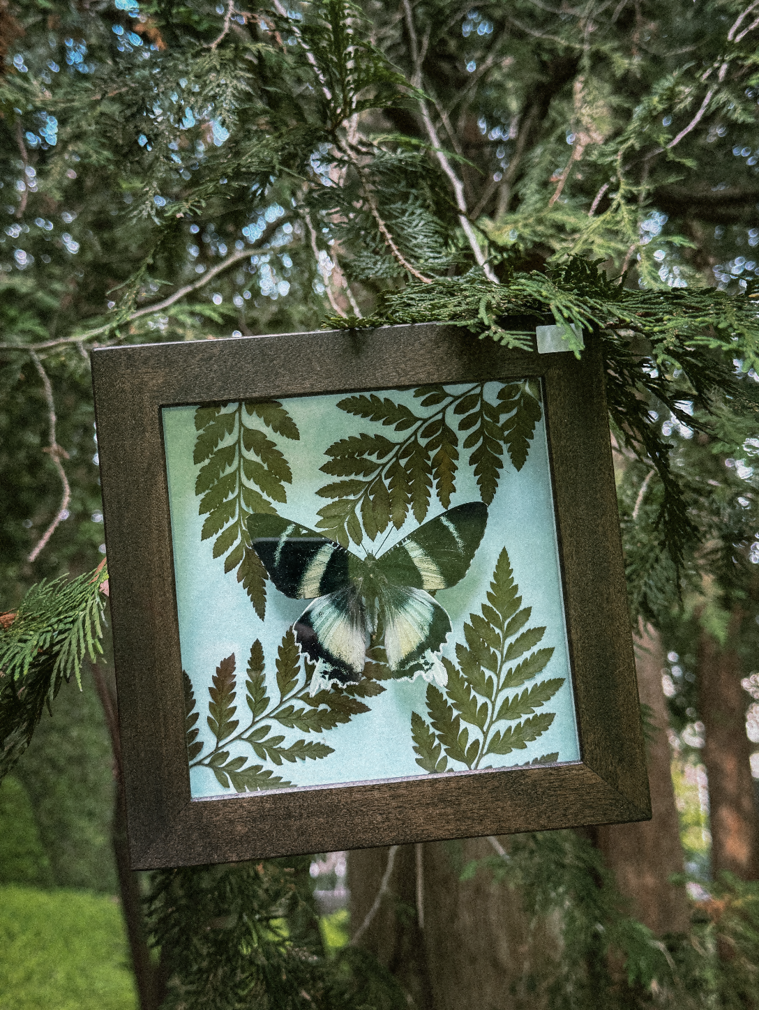 Amongst the Trees (Pinned Butterfly Art)