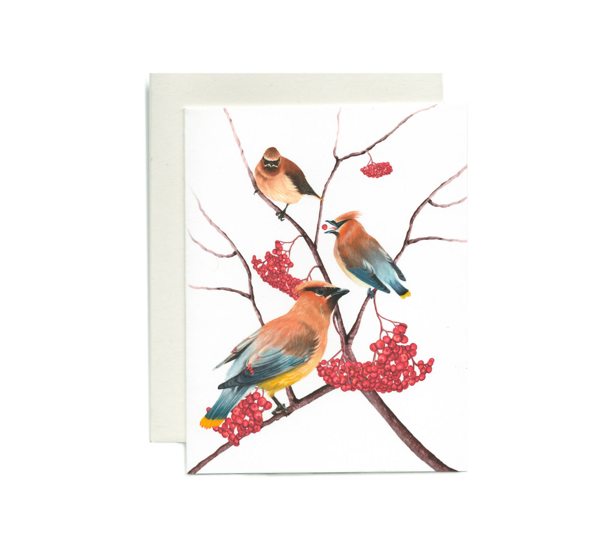 A feast for Cedar waxwings